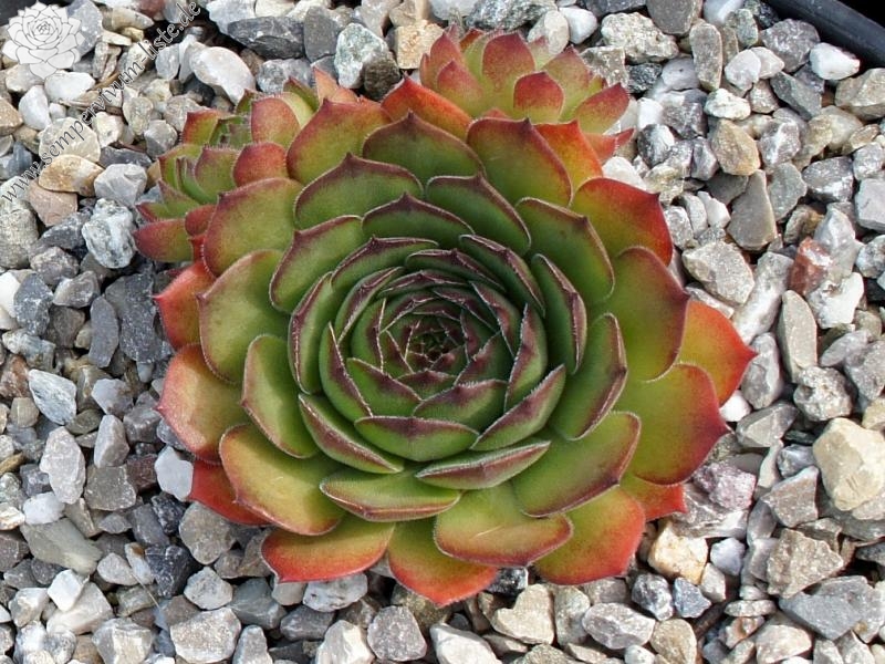 Mirjam