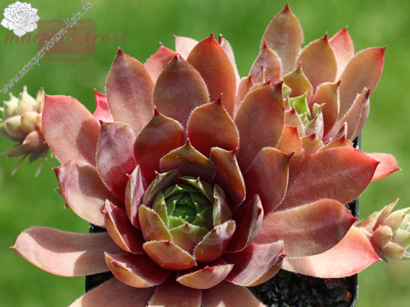 Marsala