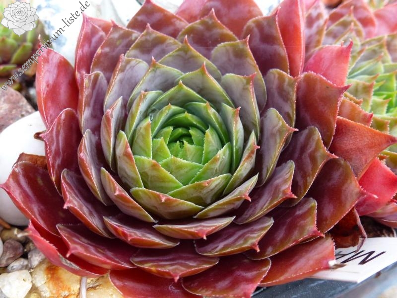 Marsala