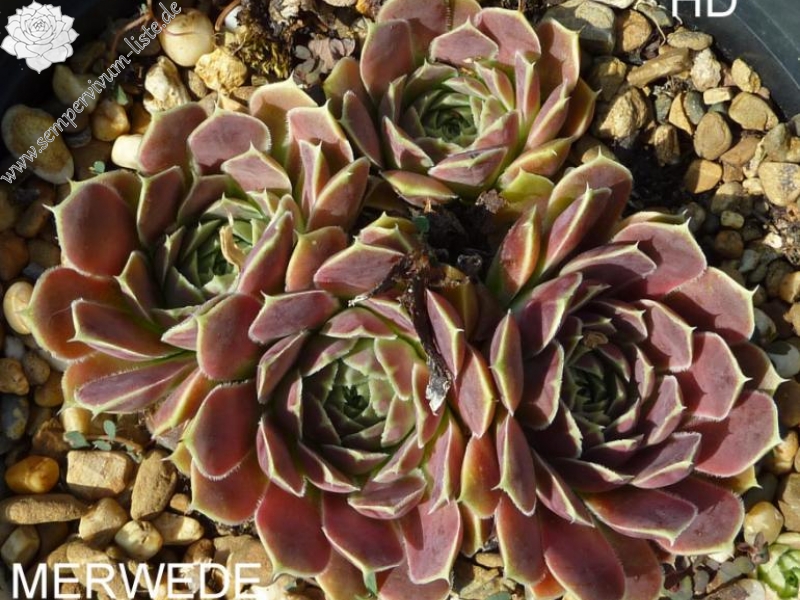 Merwede Star / Jovi