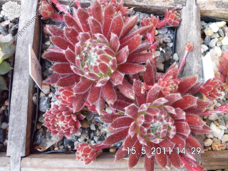 Crimson Velvet