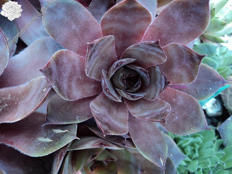 Marsala