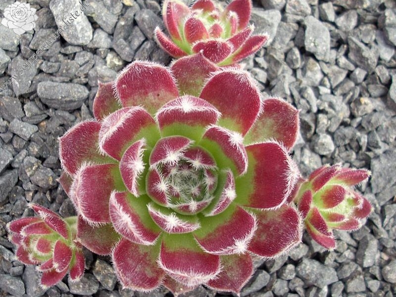 Markulinae