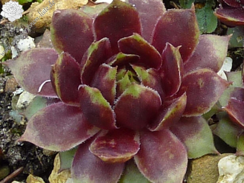 Zackenkrone
