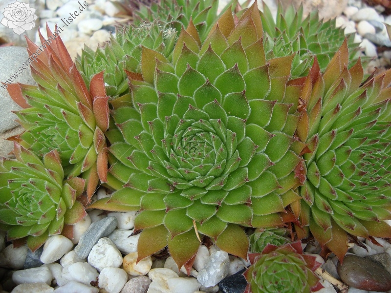 Feuerstein