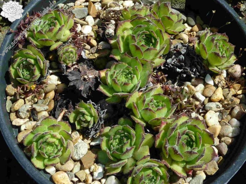 Florealpe