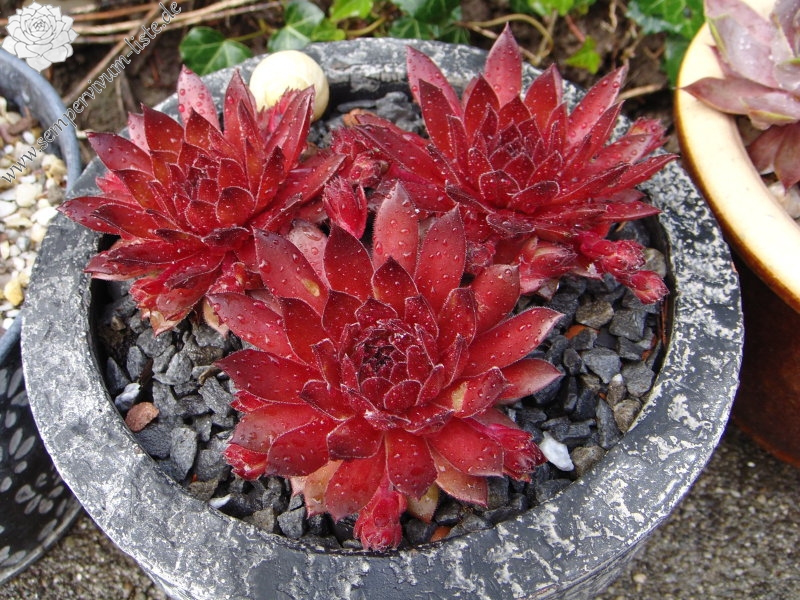 Feuerstein