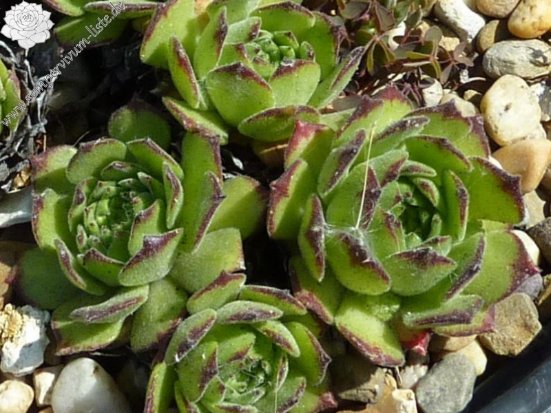 Florealpe