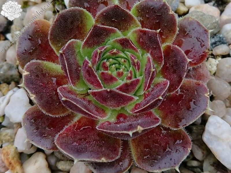 Fregatte / Jovi