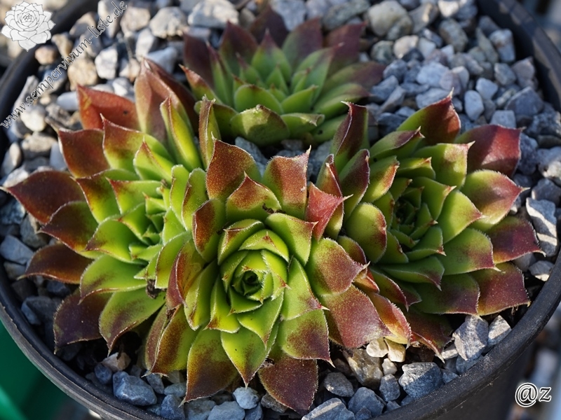 Hortensia / Jovi