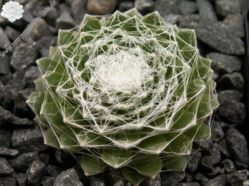 Hodi's Spinne