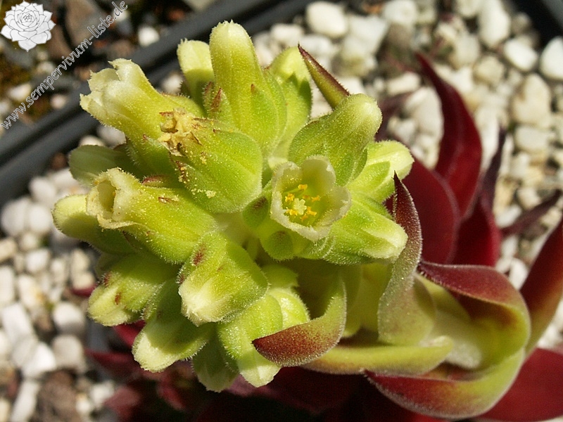 Hortensia / Jovi