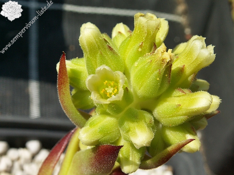 Hortensia / Jovi