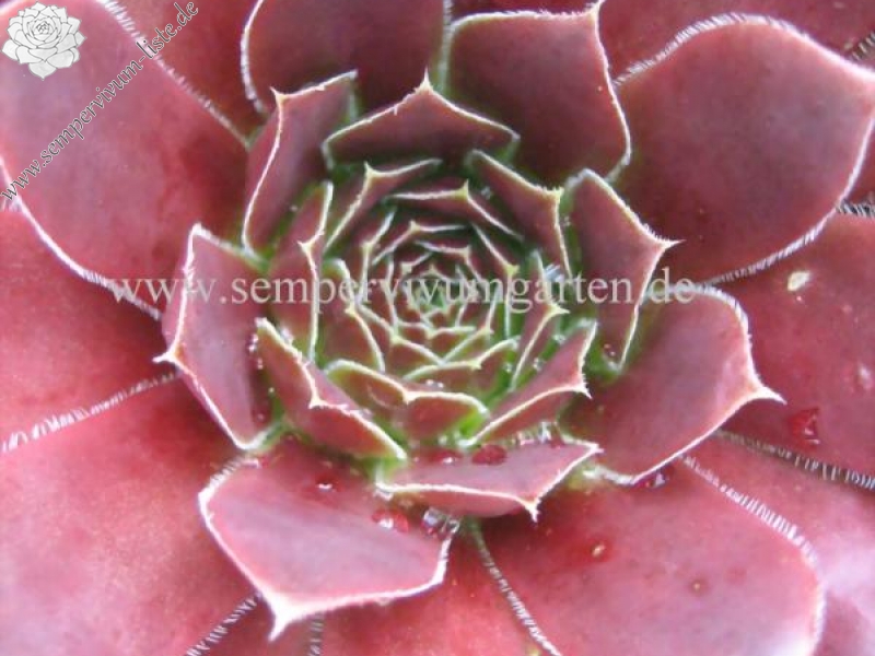 Hortensia / Jovi
