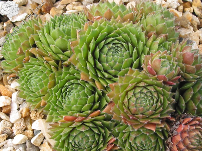 Heigham Red