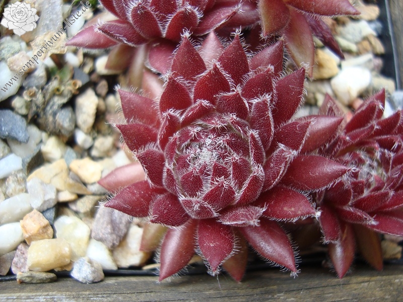 Havendijks Crimson