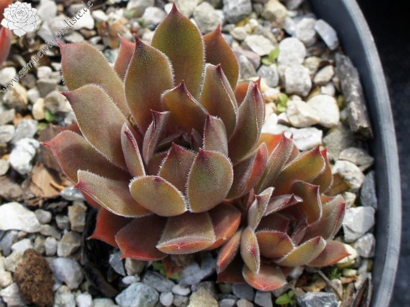 Hortulanus Smit