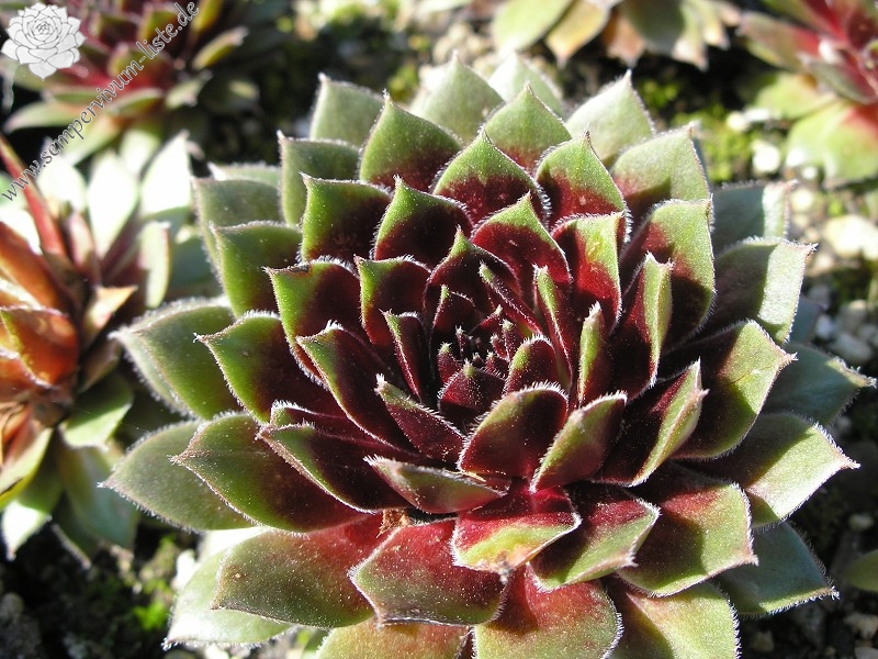 Heigham Red