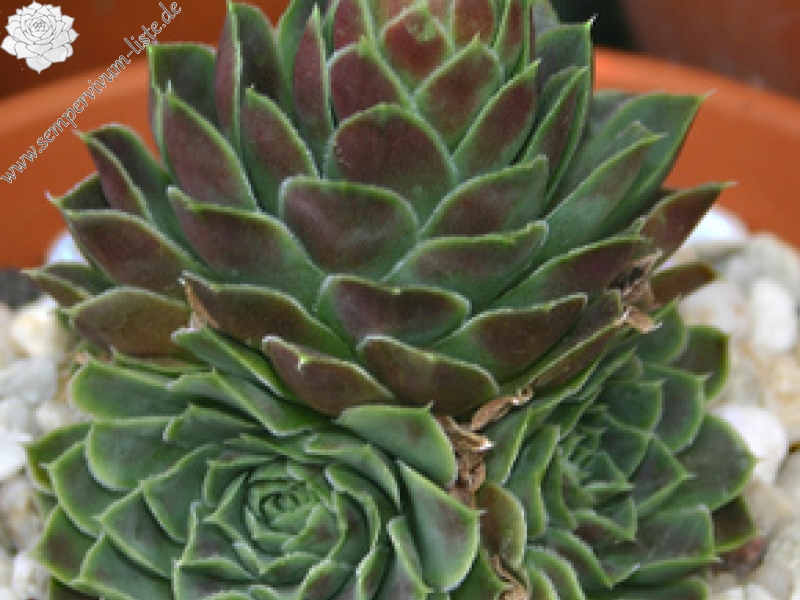 Hyacinth / Jovi