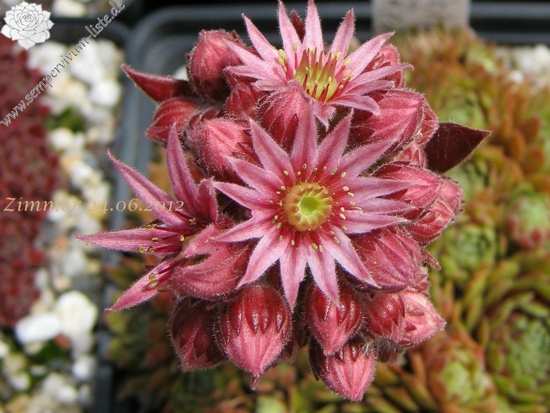 Heigham Red