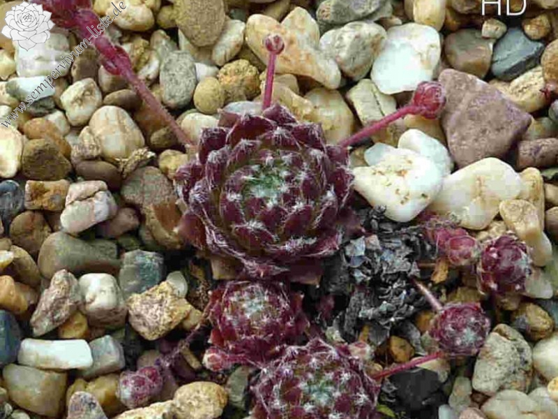 Havendijks First Web