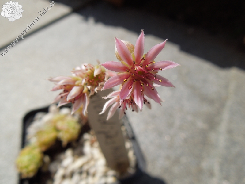 Havendijks Milky Way