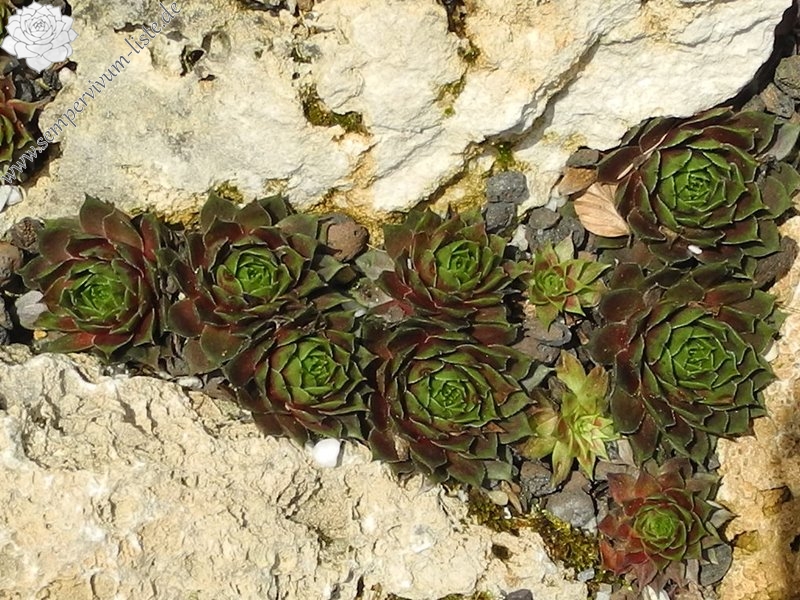 Haynaldii