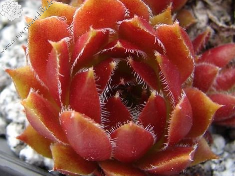 Havendijks Perfection