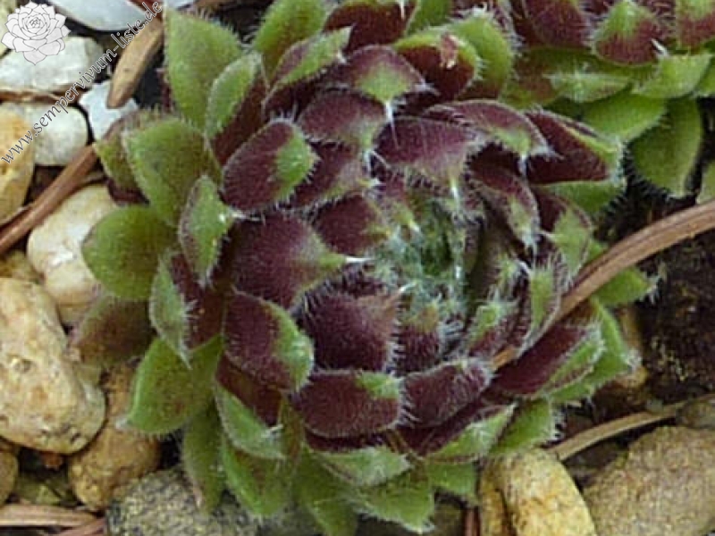 Hermine
