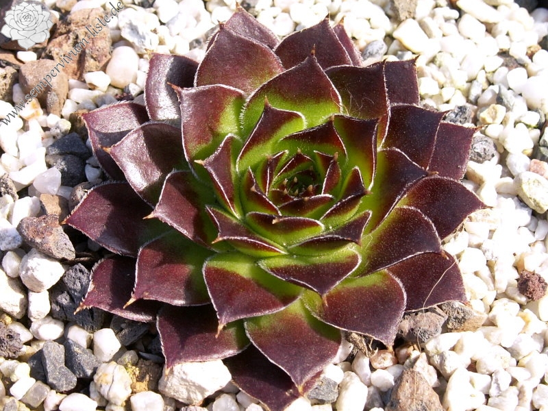 Hortensia / Jovi