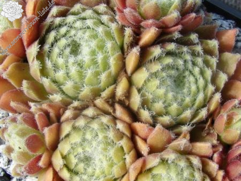 Havendijks First Web