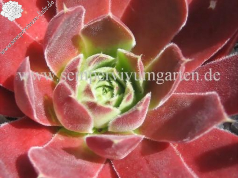 Helen von Stein / Jovi