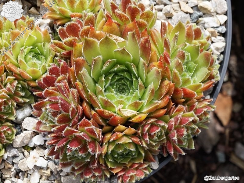 Havendijks Perfection