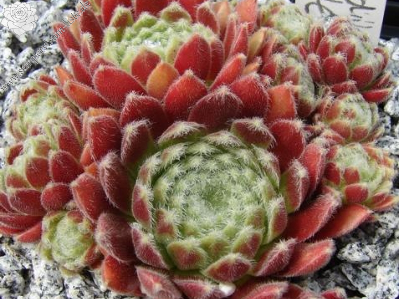 Havendijks First Web