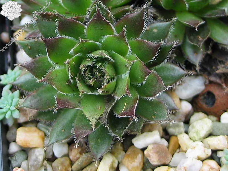 Havendijks Perfection