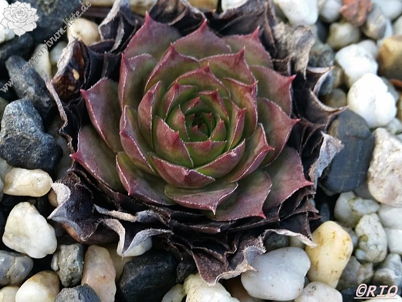 Hetty