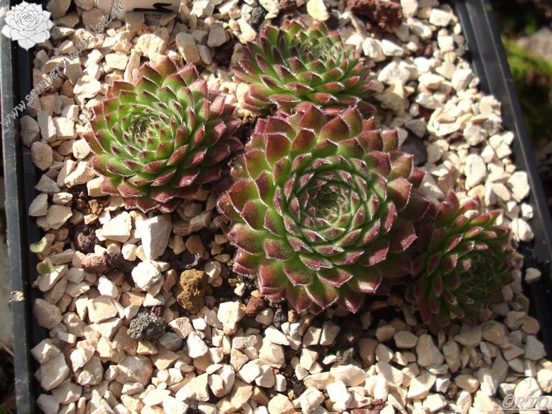 Nascheli