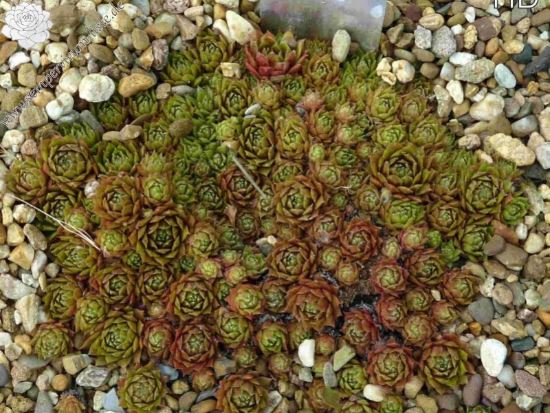 Heigham Red