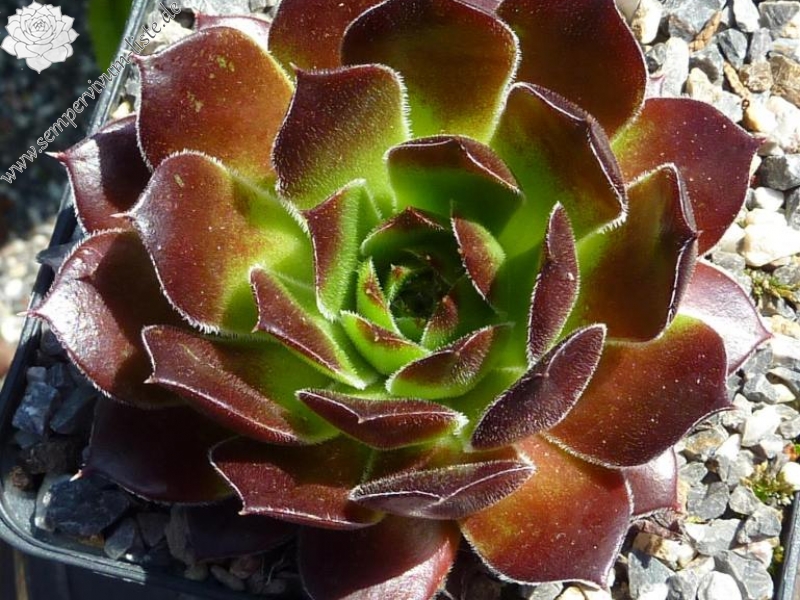 Hortensia / Jovi