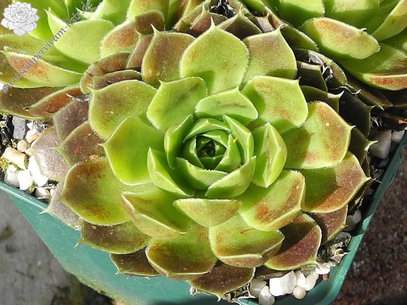 Neanias / Jovi