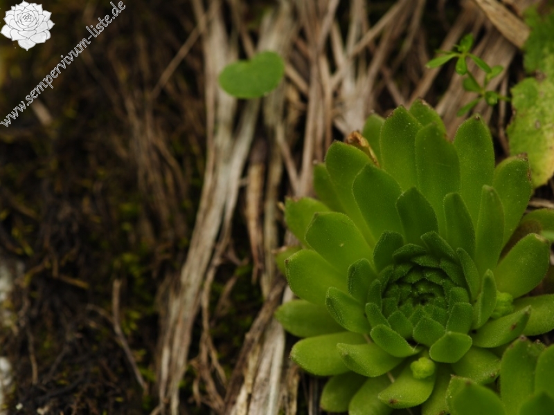 montanum ssp. carpathicum from Malý svah