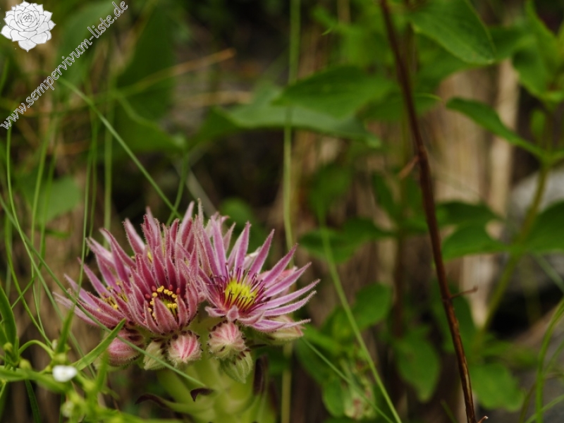 montanum ssp. carpathicum from Malý svah