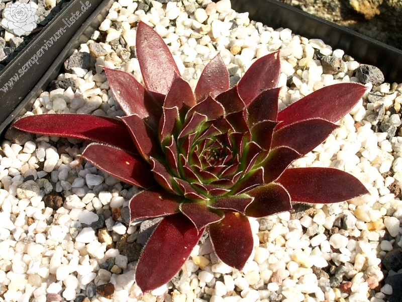 Hortensia / Jovi