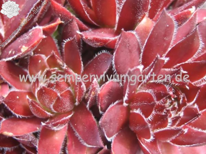 Havendijks Red