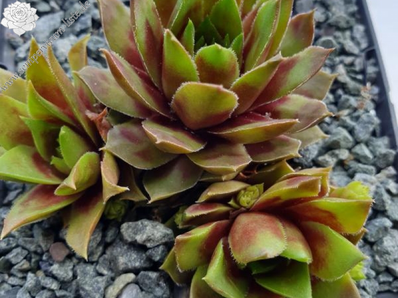 Howard and Sally Wills