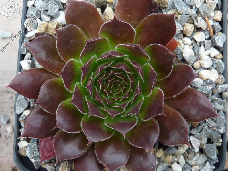 Hortensia / Jovi