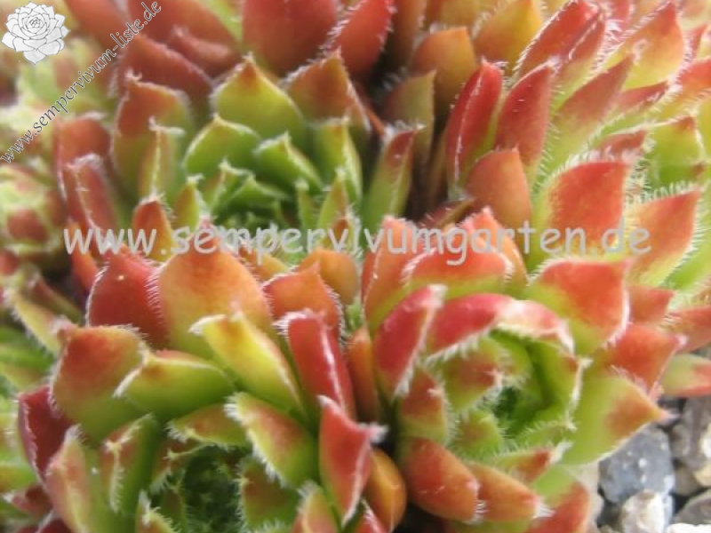 Havendijks Perfection