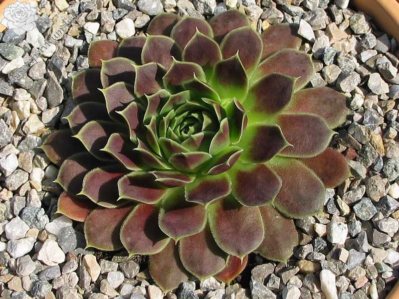 Neanias / Jovi