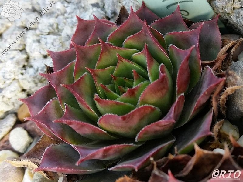 Odile