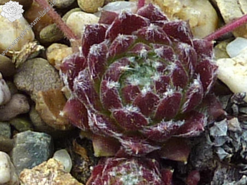 Havendijks First Web